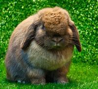 Image result for White Mini Lop Rabbit