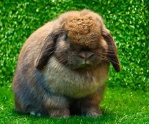 Image result for Harlequin Holland Lop Rabbit