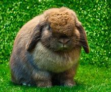 Image result for Spring Animals Bunnies