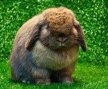 Image result for Spotted Bunnies