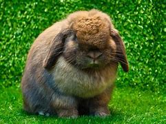 Image result for Cute Funny Bunnies
