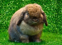 Image result for Pet Bunnies Types