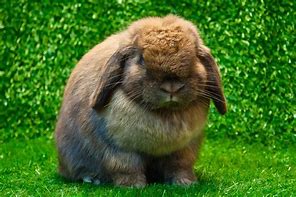 Image result for Lot of Bunnies