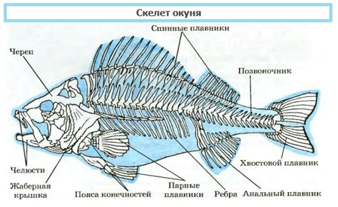 Кости окунь 60 фото - Ecakes.ru