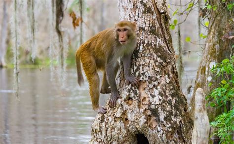 Monkeys In Florida