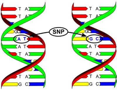 Image result for SNP Examples in Bio