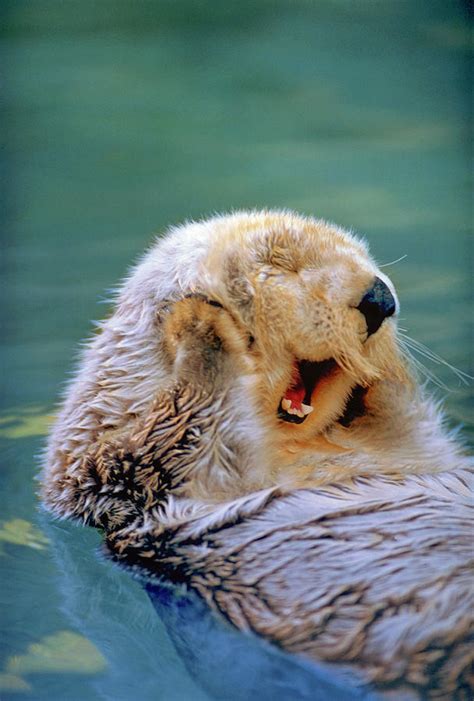 California Sea Otter Floating Face Up Photograph by Stuart Westmorland ...