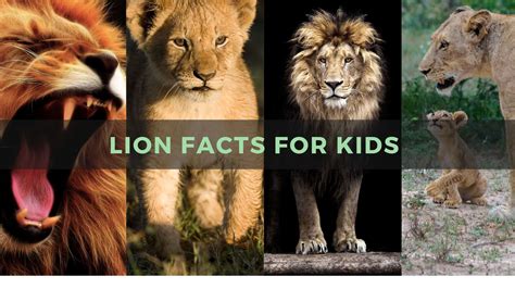 Fascinating Lion Facts for Kids - Kids Play and Create