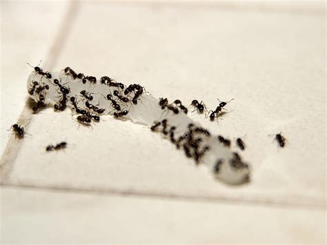 How to Get Rid of Tiny Yellow Ants in Your Kitchen