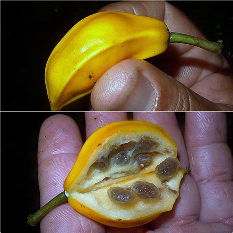 Jacaratia heptaphylla Live Plant – veliyathgardens