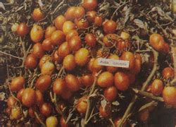 Pusa Gaurav – Technology Transfer Unit for the Industry Partners & Agri ...