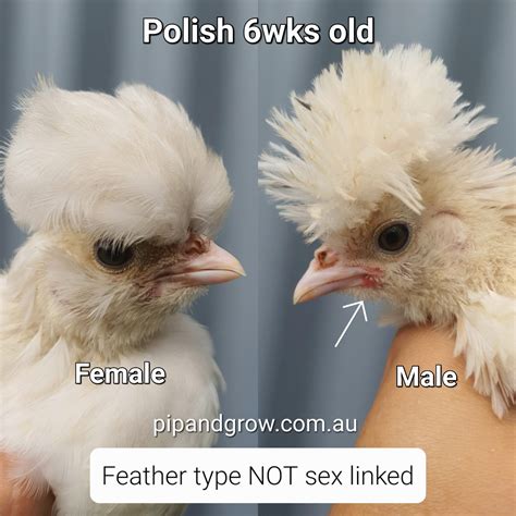Polish Sexing Tips - Pip & Grow