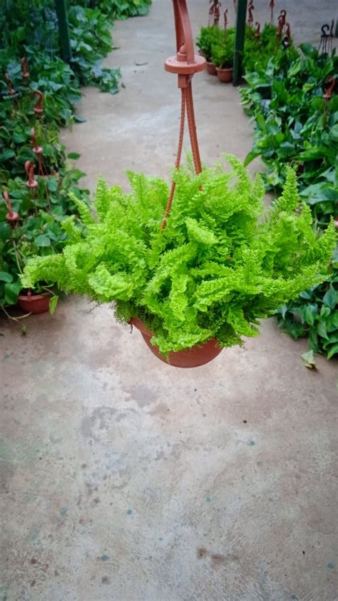 hanging-heart-philedendron – Dream Green