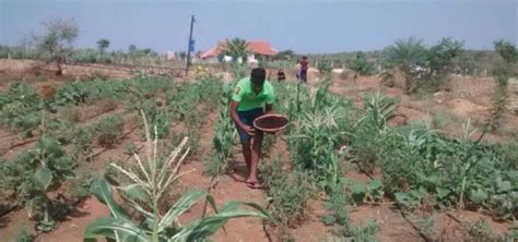 Impact of Daily Dump's work on Nutrition Flows
