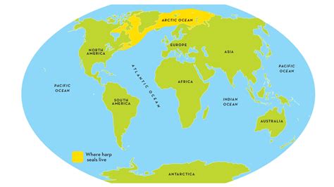 Antarctic Harp Seals