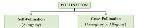 Pollination and Outbreeding Devices - Biology Class 12 - NEET PDF Download