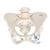 Anatomical Teaching Models | Plastic Human Pelvic Models | Female ...