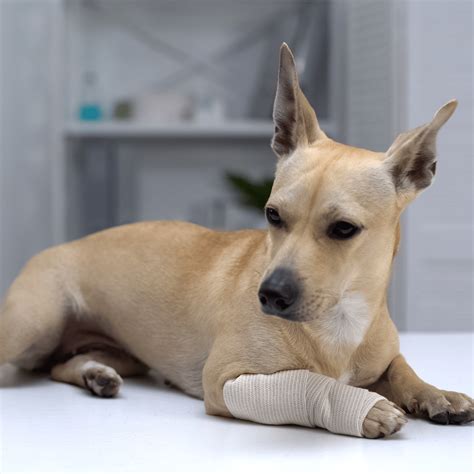 Image result for Basic First Aid for Pets