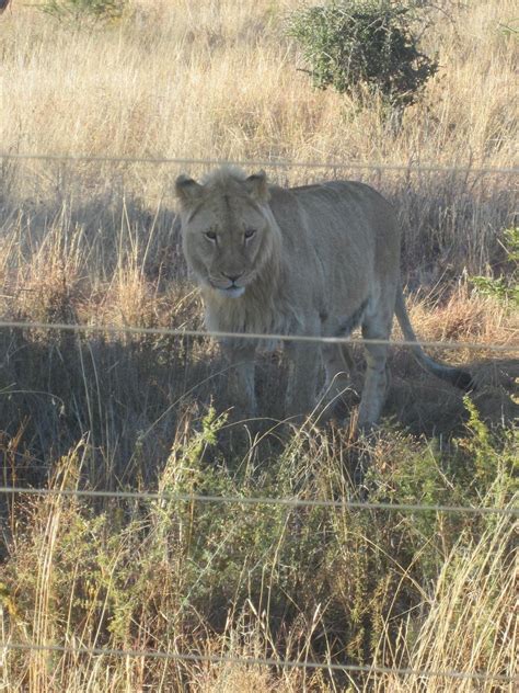 JABULANI GAME LODGE (Vredefort) - Lodge Reviews & Photos - Tripadvisor