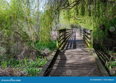 Wood Boardwalk Under Weeping Willow Tree with Spring Growth, Juanita ...