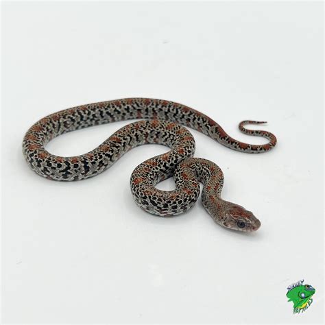 Mexican Black King Snake - cb baby - Strictly Reptiles