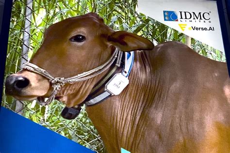 World Dairy Summit: When To Inseminate Cow? This ₹3500 Collar Will ...