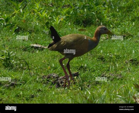 Giant Wood-Rail (Aramides ypecaha Stock Photo - Alamy