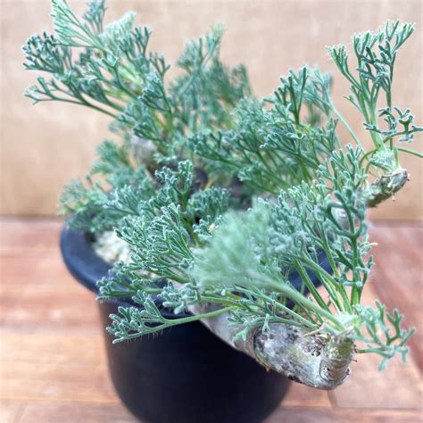 Sarcocaulon multifidum【サルコカウロン・ムルチフィズム】 | RIMO'S GREEN 【Saboten ...