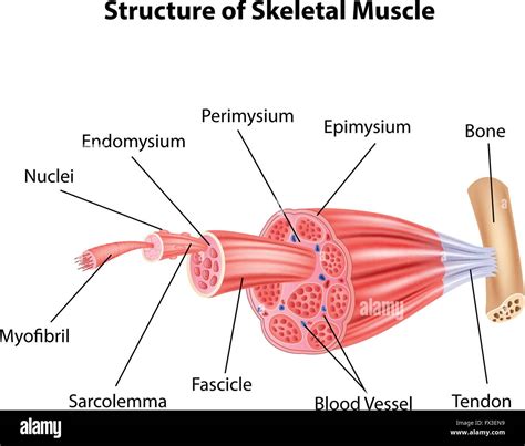 Illustration of Structure Skeletal Muscle Anatomy Stock Vector Image ...