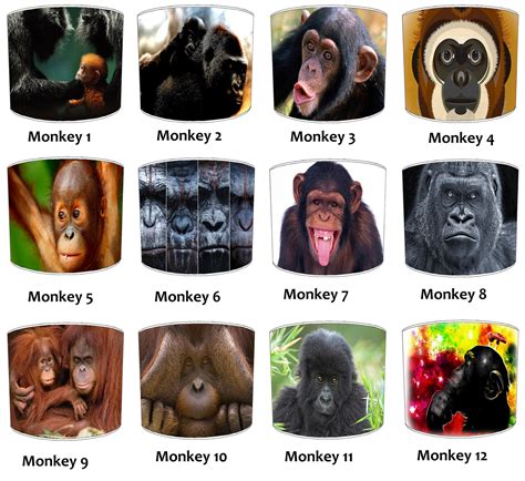 Gorilla And Orangutan