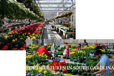 South Carolina Agriculture 的图像结果