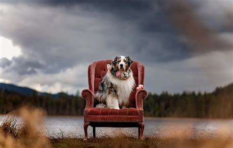 Wallpaper look, nature, pose, dog, face, Aussie for mobile and desktop ...