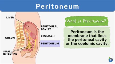 Retroperitoneal Organs List