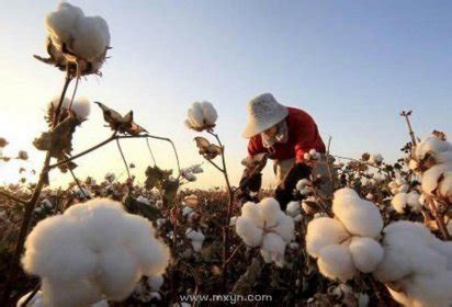 秋收起“翼”：全国植保无人机聚新疆 科技让采棉工成历史