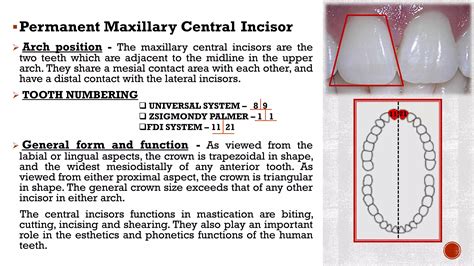 Maxillary central incisors | PDF