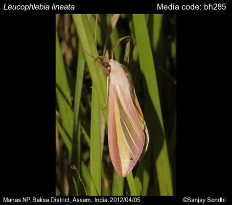 Leucophlebia lineata Westwood, 1847 - Large Candy-striped Hawkmoth | Moths