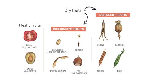 Reference sheet: fruits | Klorane Botanical Foundation