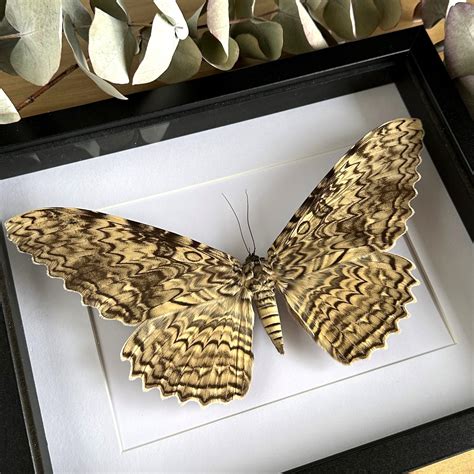 White Witch Moth (Thysania agrippina) Frame – Doctor Oddity