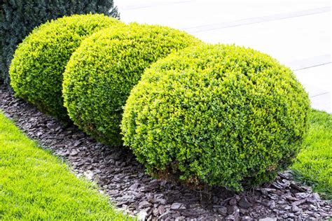 25 Eye-Catching Front Yard Plants That Deliver Instant Curb Appeal