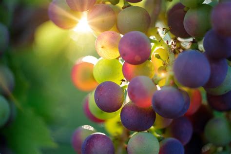 葡萄树要多老 才能结出优质酿酒葡萄 从而酿出好酒？|葡萄树|树龄_凤凰酒业