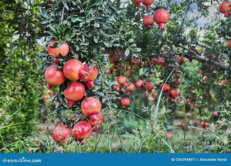 Plantation of Pomegranate Trees in Harvest Season, Great Fruit for Rosh ...
