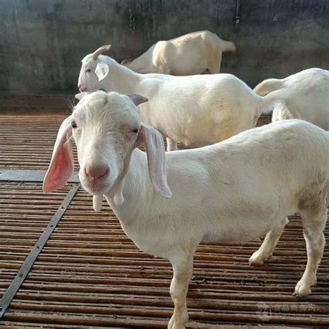 出肉率高美国白山羊养殖场 菏泽市-食品商务网