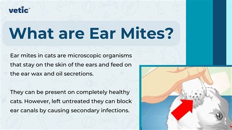Ear Mites in Cats: Ear Scratching and Brown Stuff In The Ears