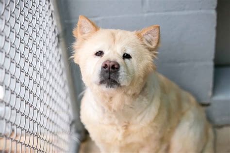 Chow Chow Mixes: 28 Different Chow Hybrids (With Pictures)