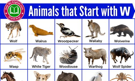 A to Z Animals Name List with Picture » Onlymyenglish.com