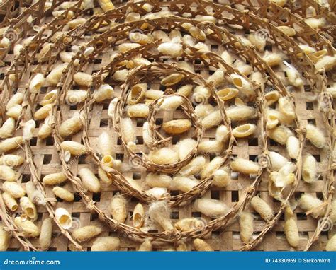 Group of Silk Worm Cocoons Nests Stock Image - Image of gold, natural ...