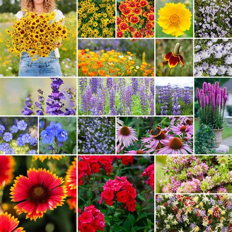 North American Native Wildflower Seed Mix | Wildflower Seeds | Eden ...