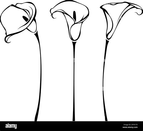 Calla Lily Clip Art Calla Lily Images – Browse 72,151 Stock Photos,