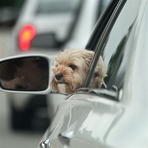 How Do I Request A Dog On Uber