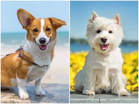 15 Most Popular Small Dog Breeds of 2024